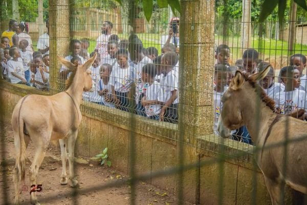 Gracedew pupils visiting animals at a park on an excursion